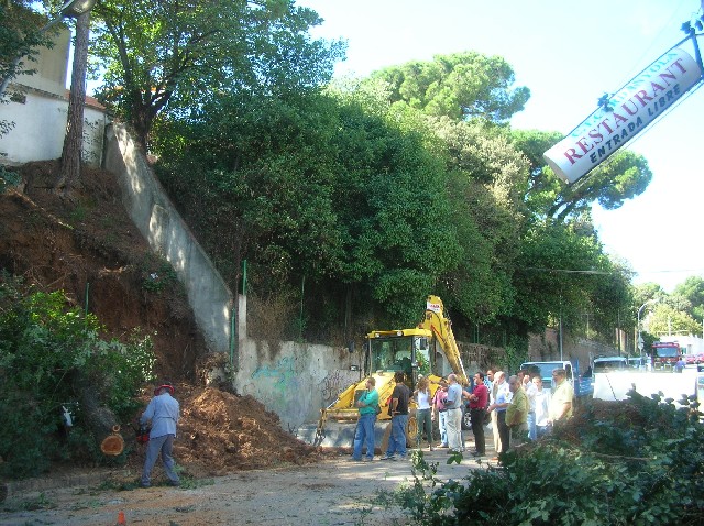 Cau un arbre de grans dimensions que obliga a tallar al trànsit el carrer del Foment