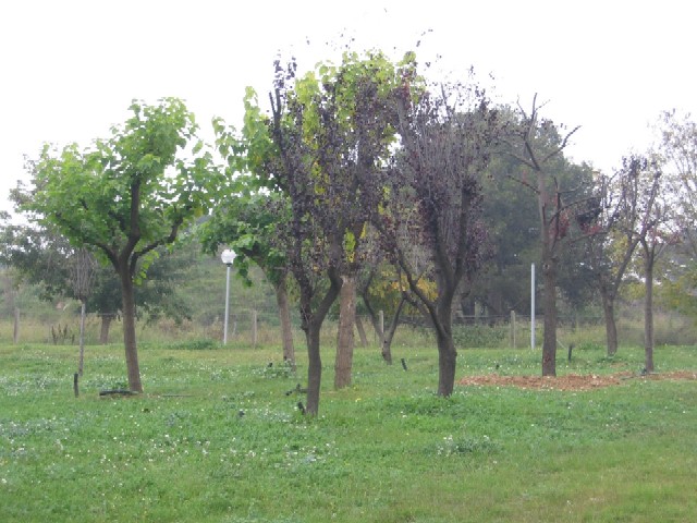 Els arbres transplantats de la zona d'obres de l'eix central consolida una arbreda al Parc de la Riera