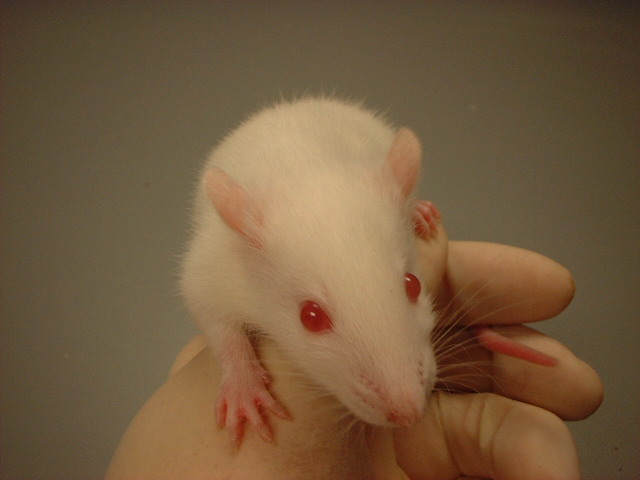 Investigadors de la UAB estudien la vulnerabilitat de les persones a l'alcoholisme mitjançant models de rates