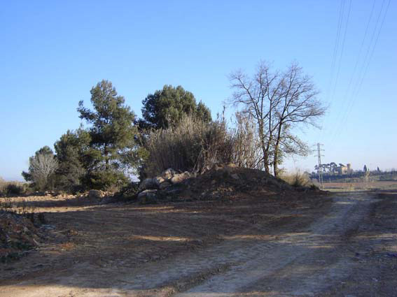 Via Verda denuncia una tala d'arbres al bosquet de Sugrañes per fer una pista per a camions