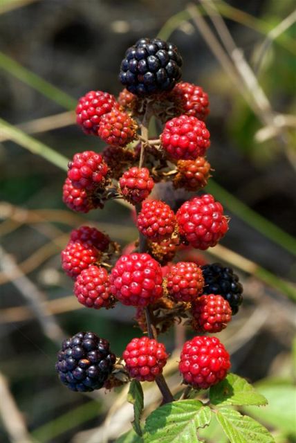 Les llavors viatgeres