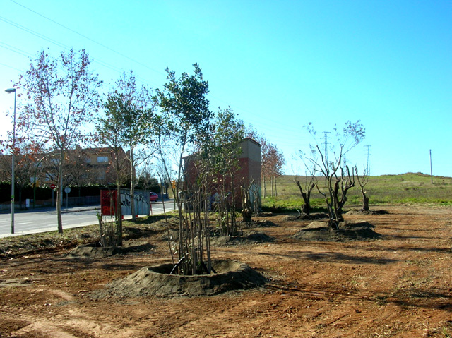 Arbres trasplantats de la carretera de Sant Cugat enjardinen un paratge de Serraparera
