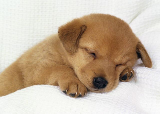 Desenvolupat un model de pell canina artificial