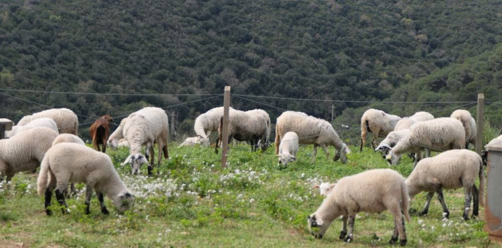 Collserola protegeix 500 hectàrees per salvaguardar tot el Parc Natural dels incendis forestals