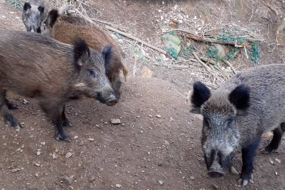 16 nous casos de pesta porcina, cap d’ells a Cerdanyola