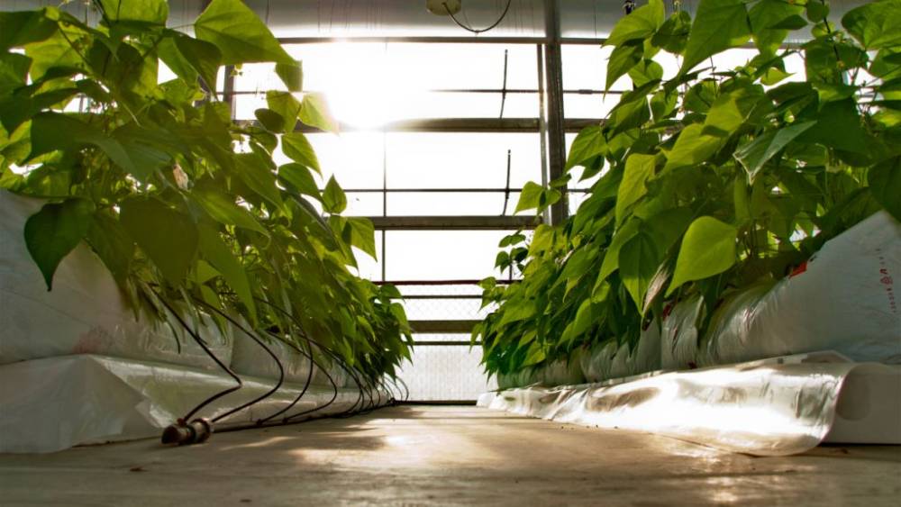 Tectum Garden, la nova empresa de base tecnològica de la UAB especialitzada en agricultura urbana