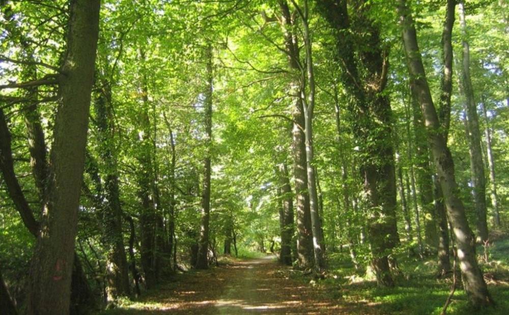 Un estudi conjunt del Parc Taulí i UAB mostra l’impacte dels banys de bosc en la salut de persones amb malestar emocional