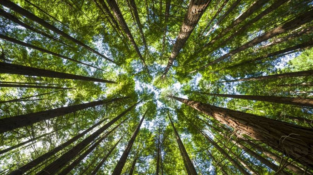 Un estudi amb participació de la UAB conclou que l'aigua i la diversitat funcional augmenten l’estabilitat dels boscos temperats i mediterranis