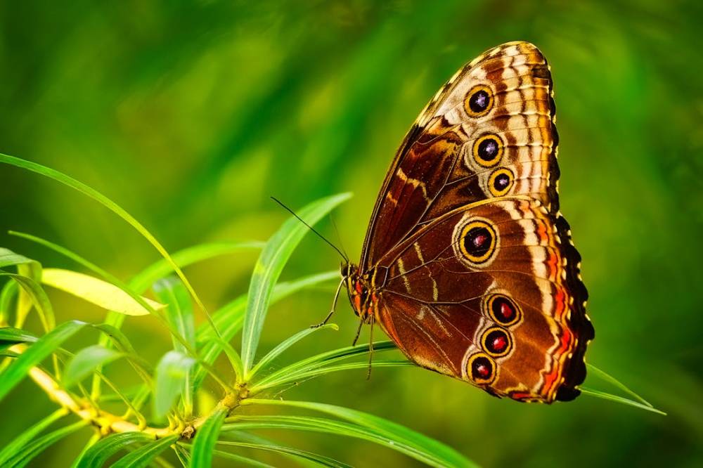 De papallones a falciots, passant per orquídies: els ecosistemes ocults del campus