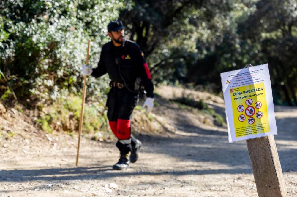 Més de 700 efectius treballen avui per evitar la propagació de la pesta porcina