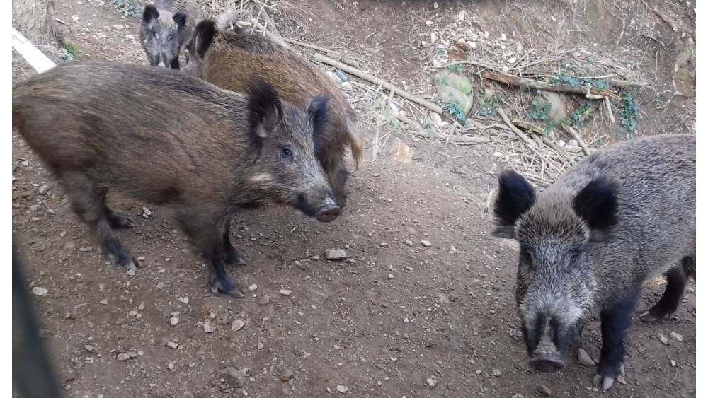El Departament d'Agricultura confirma dos nous senglars positius en pesta porcina africana