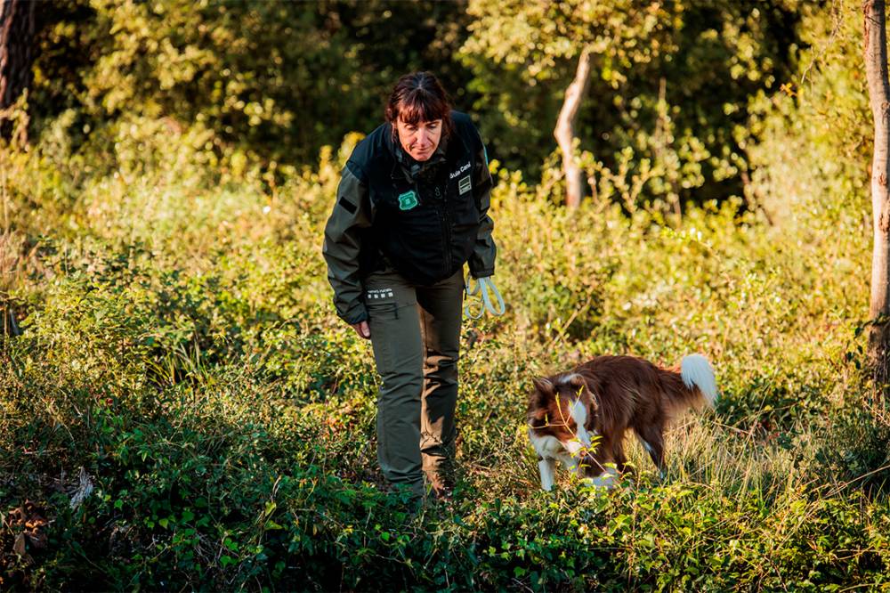 Els positius de pesta porcina pugen a 13, al radi de Cerdanyola, però fora dels límits del Parc Natural