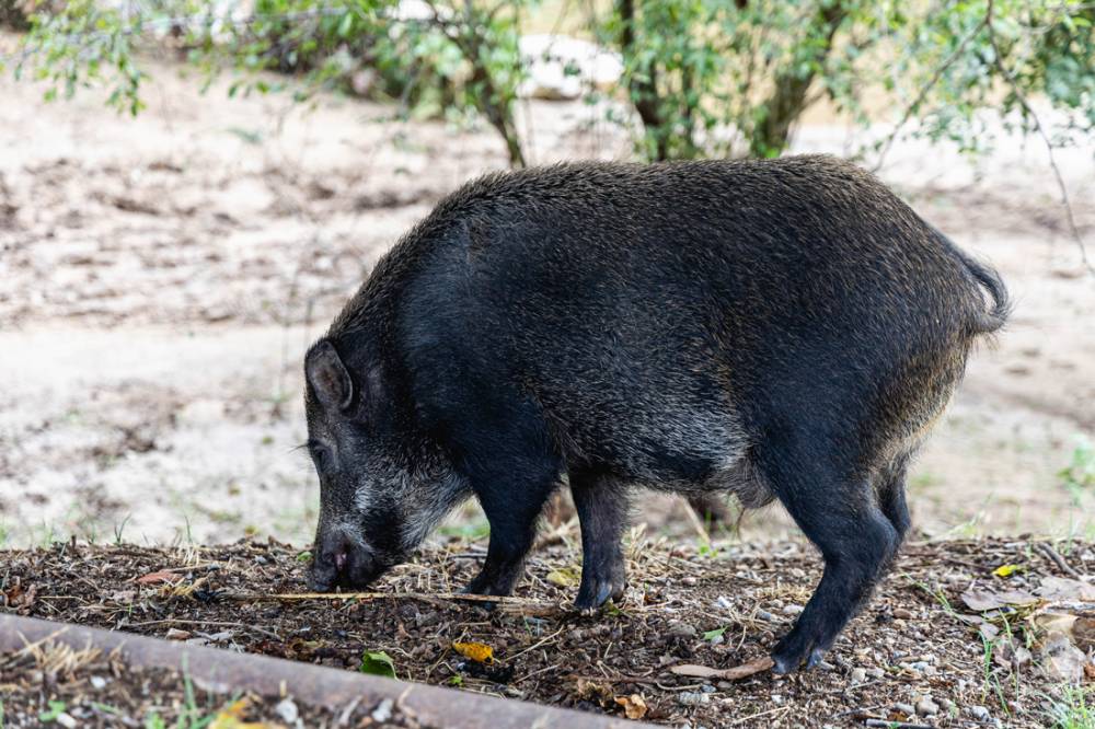 Els experts insisteixen: les persones i les mascotes no es poden contagiar de pesta porcina