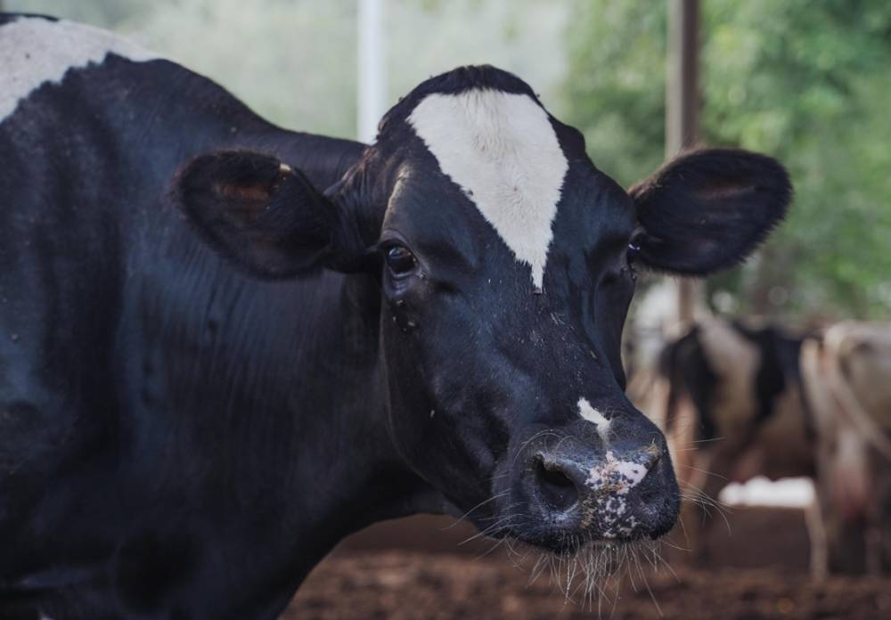 La UAB desenvolupa la primera plataforma basada en sensors per monitoritzar el benestar dels animals de granja