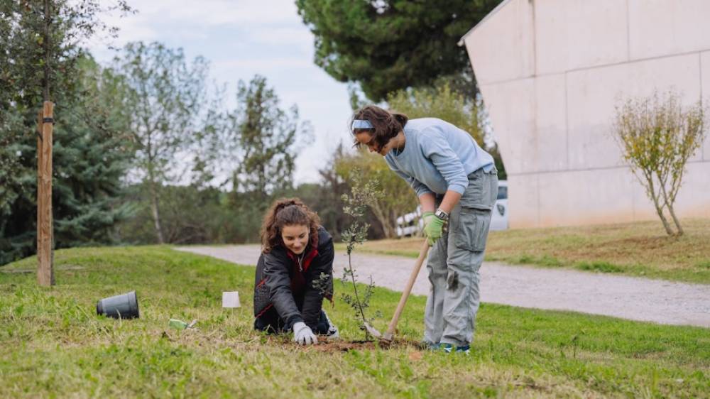 Nova plantada d'arbres a la plaça del Coneixement del campus de la UAB