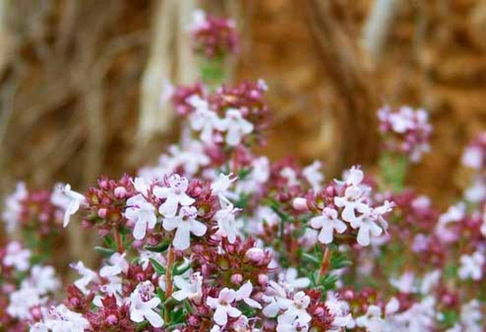 El cicle d'activitats  als parcs, platges i rius metropolitans arriba a la vintena edició