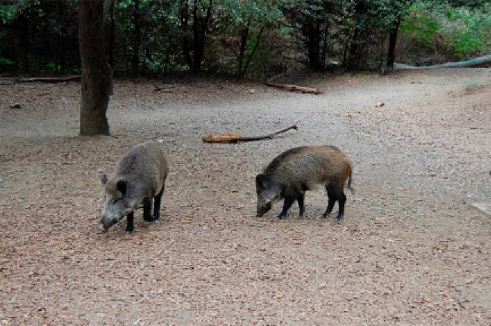 Els casos de pesta porcina africana pugen ja a 60 animals confirmats