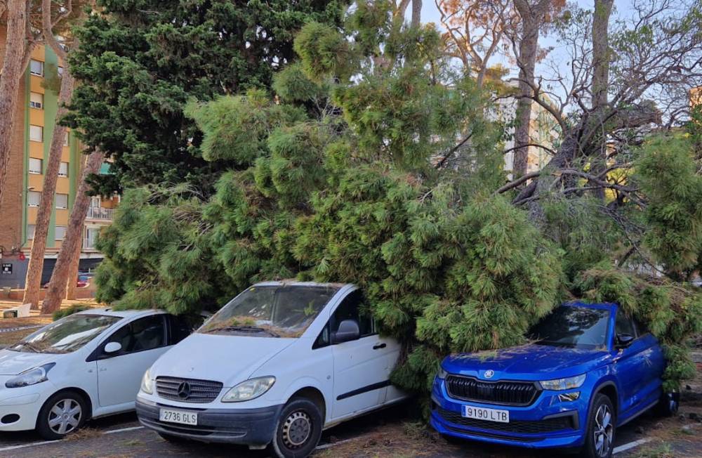 Un pi de grans dimensions cau sobre tres vehicles aparcats a Les Fontetes