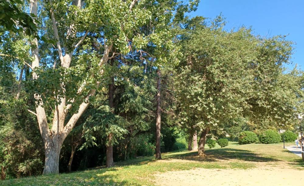 Campanya urgent de la UAB per protegir l’arbrat amb risc de caiguda al campus