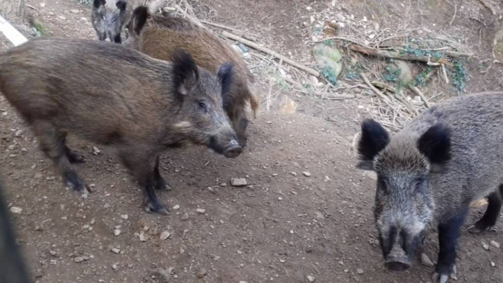 Actualització setmanal de la situació de la pesta porcina africana