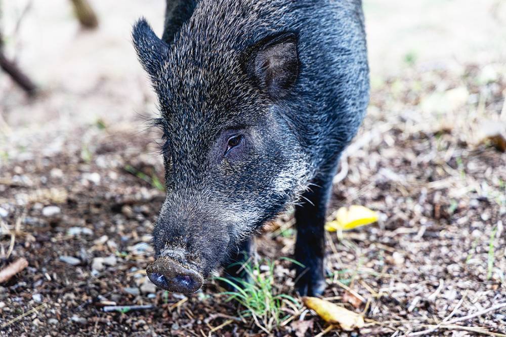 Continuen apareixent senglars amb pesta porcina a la zona de Cerdanyola