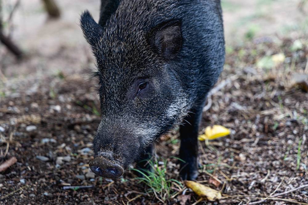 Collserola es mantindrà tancat tot l'estiu