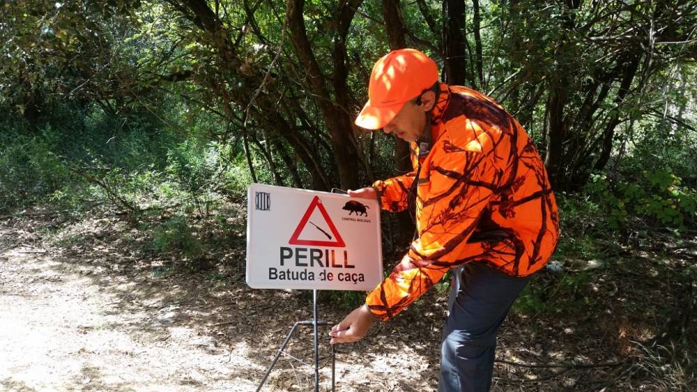 Quasi 1.000 senglars es van capturar a Collserola l’any passat