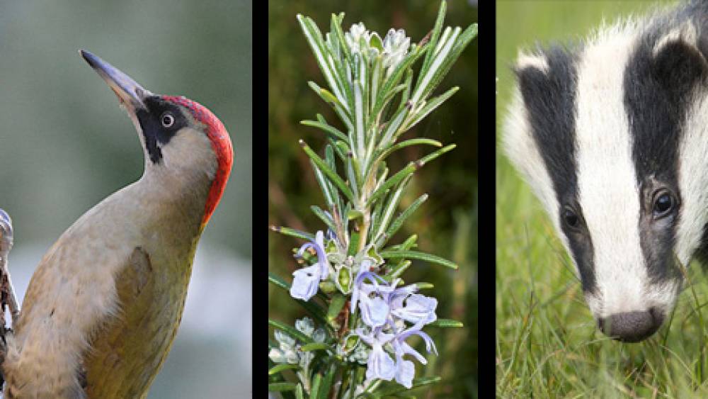 El Bioblitz torna al campus de la UAB per avaluar la seva biodiversitat