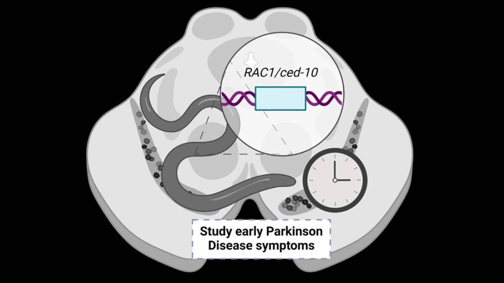 La UAB genera un nou model animal per estudiar la malaltia de Parkinson abans que aparegui la neurodegeneració