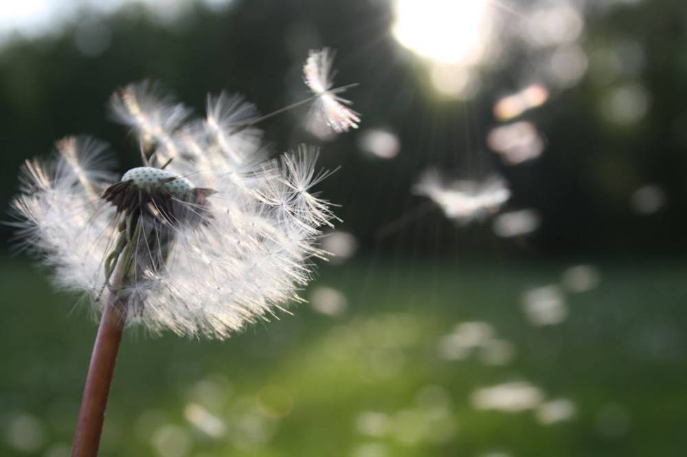 La primavera serà dura per als al·lèrgics malgrat la sequera i les altes temperatures