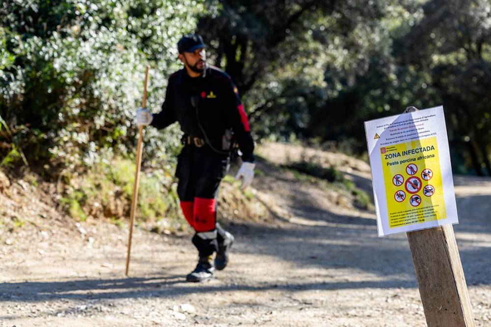 El primer cas de pesta porcina africana a Barcelona torna a tancar per complet Collserola