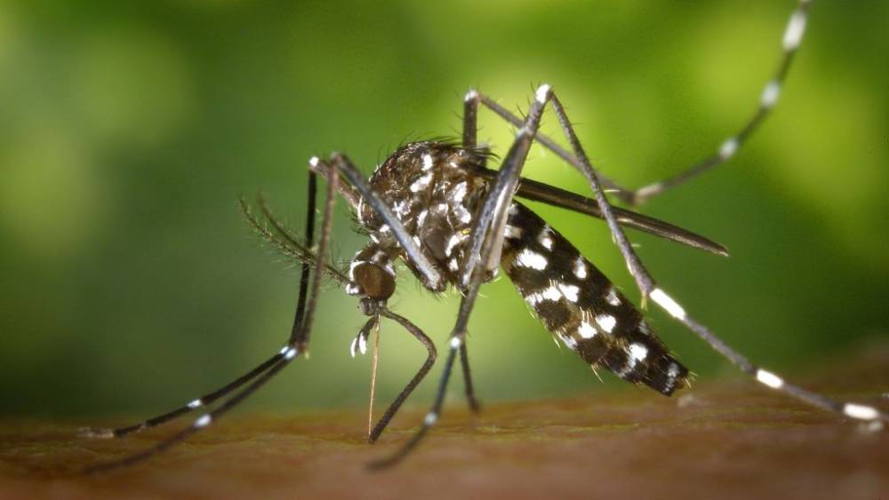 Campanya municipal de vigilància i control del mosquit tigre