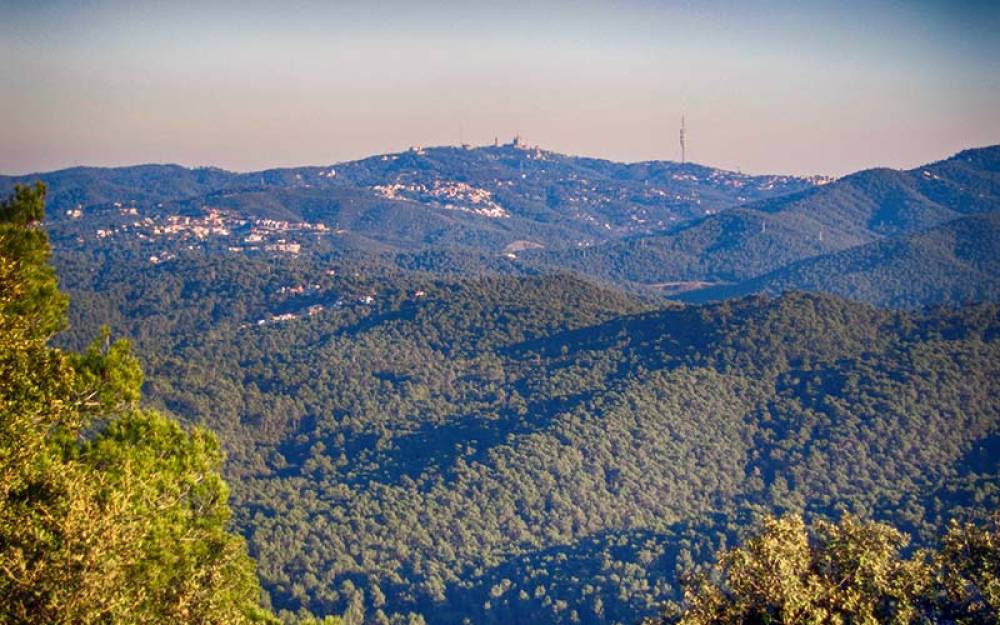 Nou mandat del Consorci del Parc Natural de la Serra de Collserola marcat per la gestió forestal adaptativa a la crisi climàtica