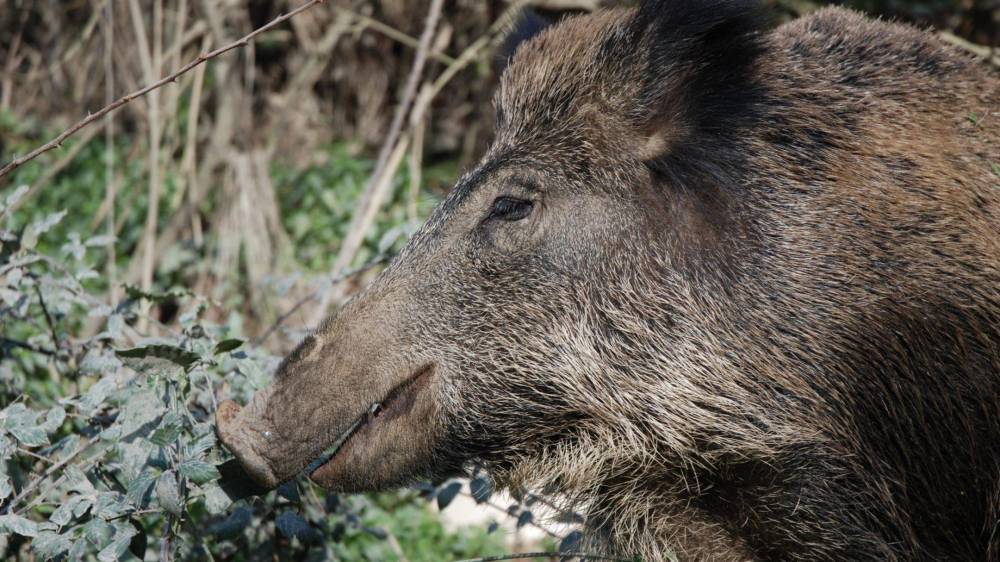 Tancat l'accés a Collserola a causa de la pesta porcina