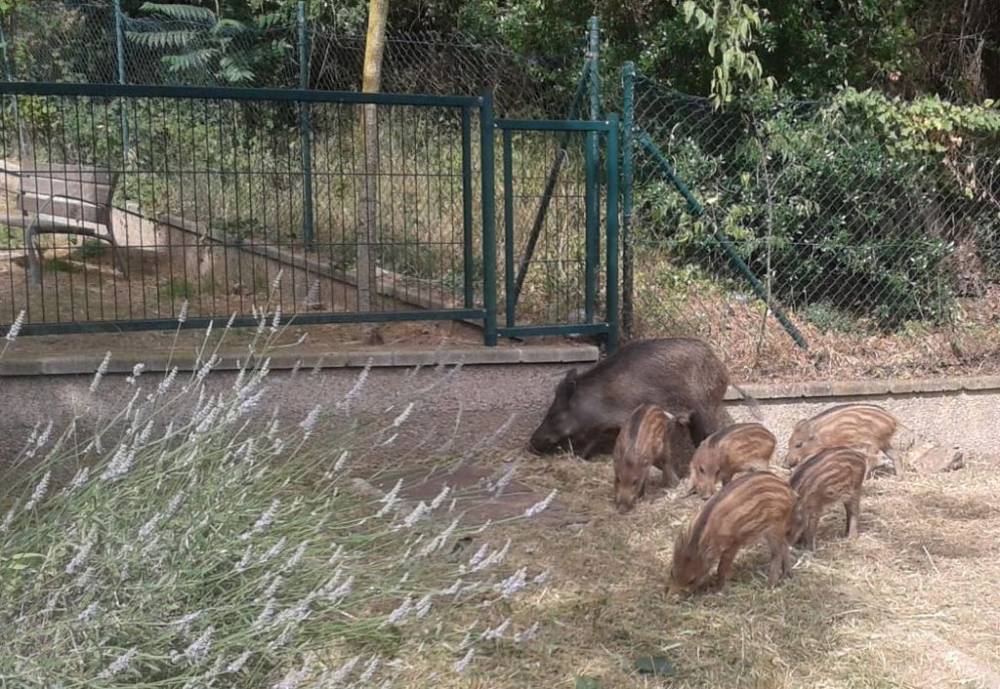 Veïns, caçadors, ambientalistes i administracions públiques dissenyaran conjuntament accions per reduir els conflictes amb senglars a Collserola