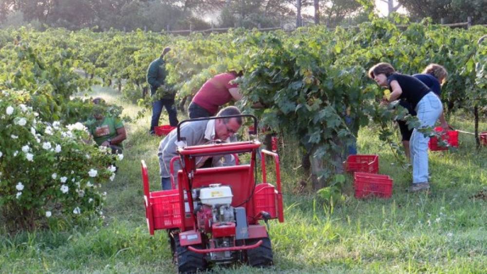 L’Esmorzar de Verema de La Constància es celebra diumenge a can Xarau