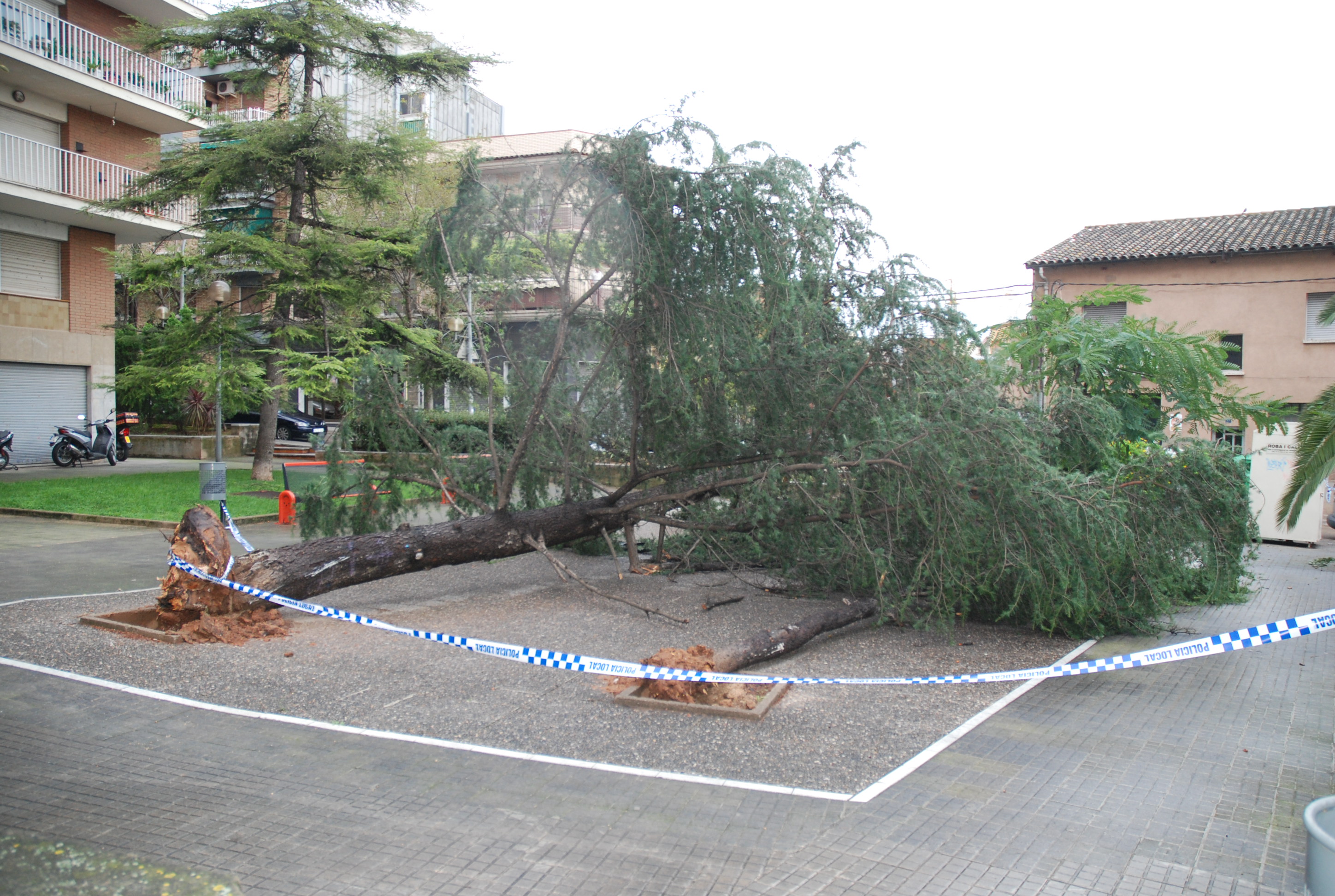 La ventada provoca la caiguda d'arbres, però cap dany important