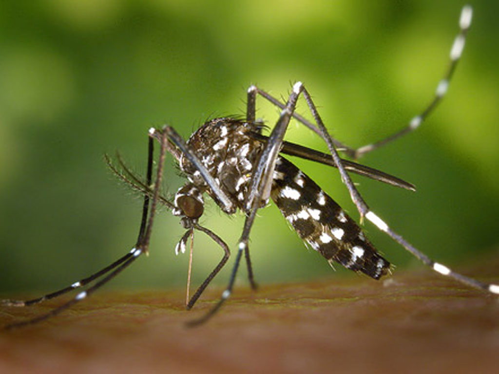 Aplicació per avisar de la presència de mosquit tigre