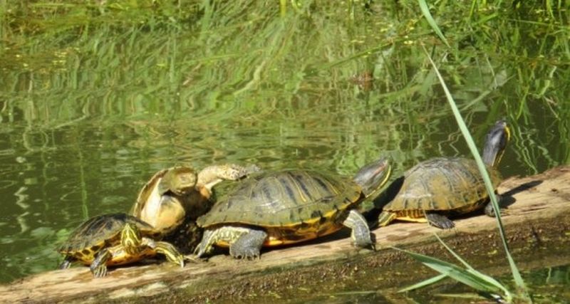 Campanya d'erradicació de tortugues al·lòctones a Collserola