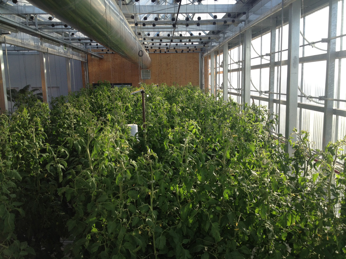 La UAB remarca el gran potencial de l'agricultura urbana als terrats