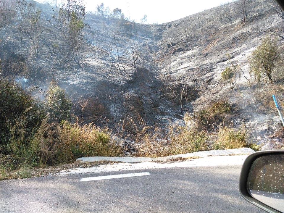 Avui s'activa el protocol de prevenció d'incendis a Collserola