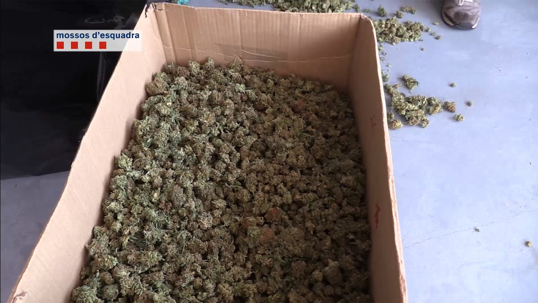 Desmantellada una organització que subministrava marihuana a les associacions cannàbiques
