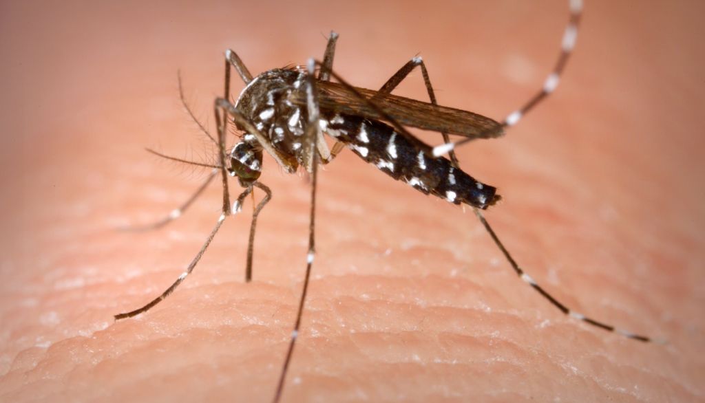 La prevenció és la millor fórmula per a frenar la presència del mosquit tigre