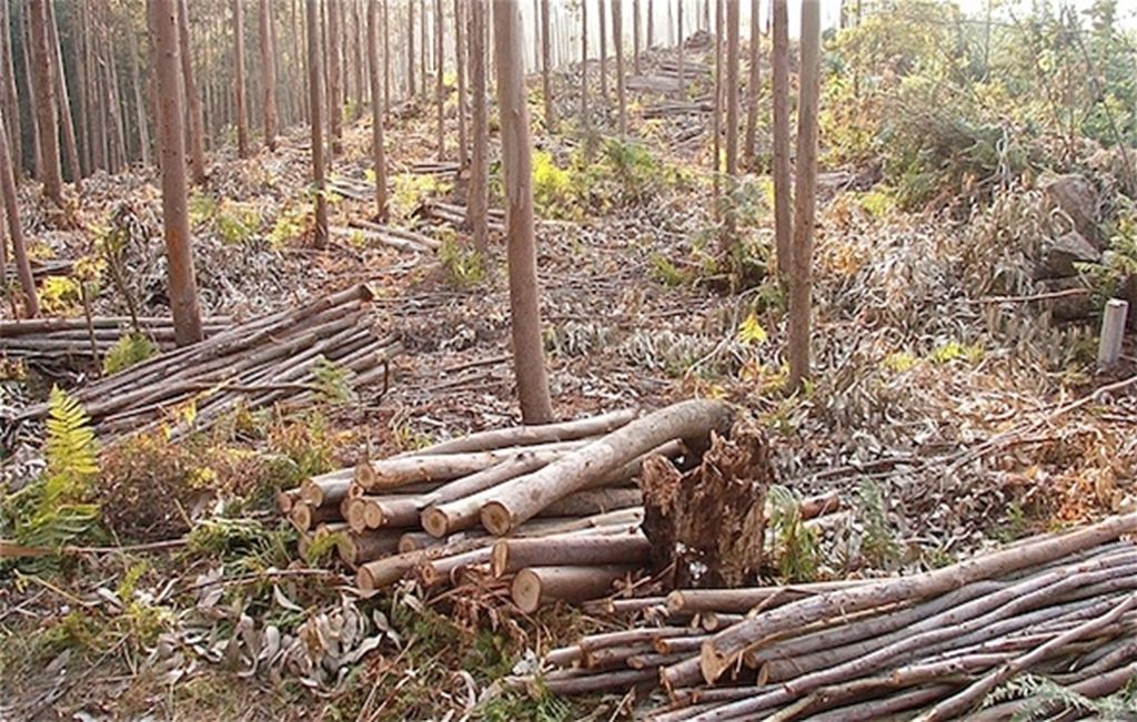 Jornada tècnica sobre l'ús de la biomassa forestal en entorns periurbans