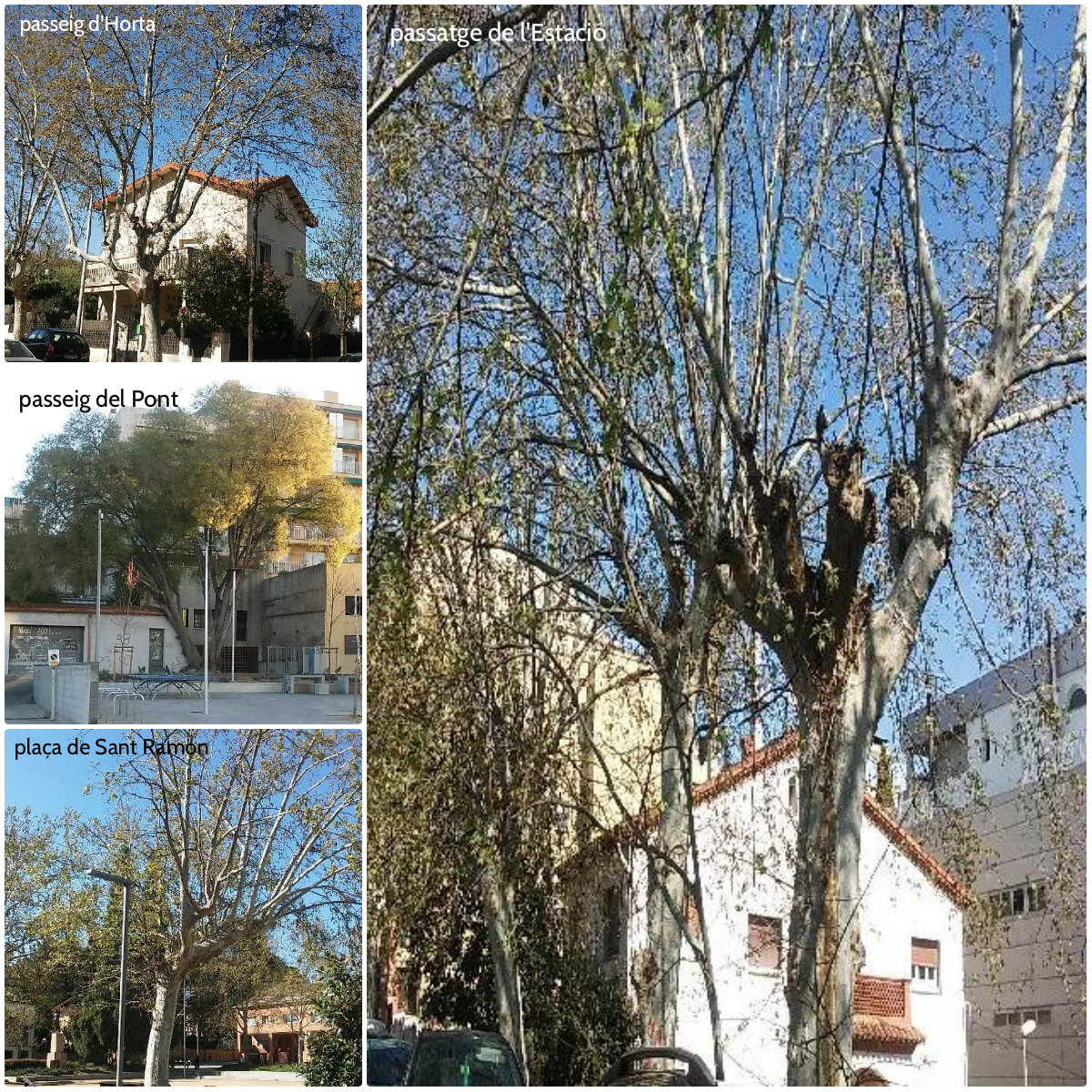 Esporga especial d'arbres de mides extraordinàries