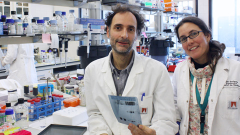 La UAB realitza un important avenç en la investigació sobre l'Alzheimer