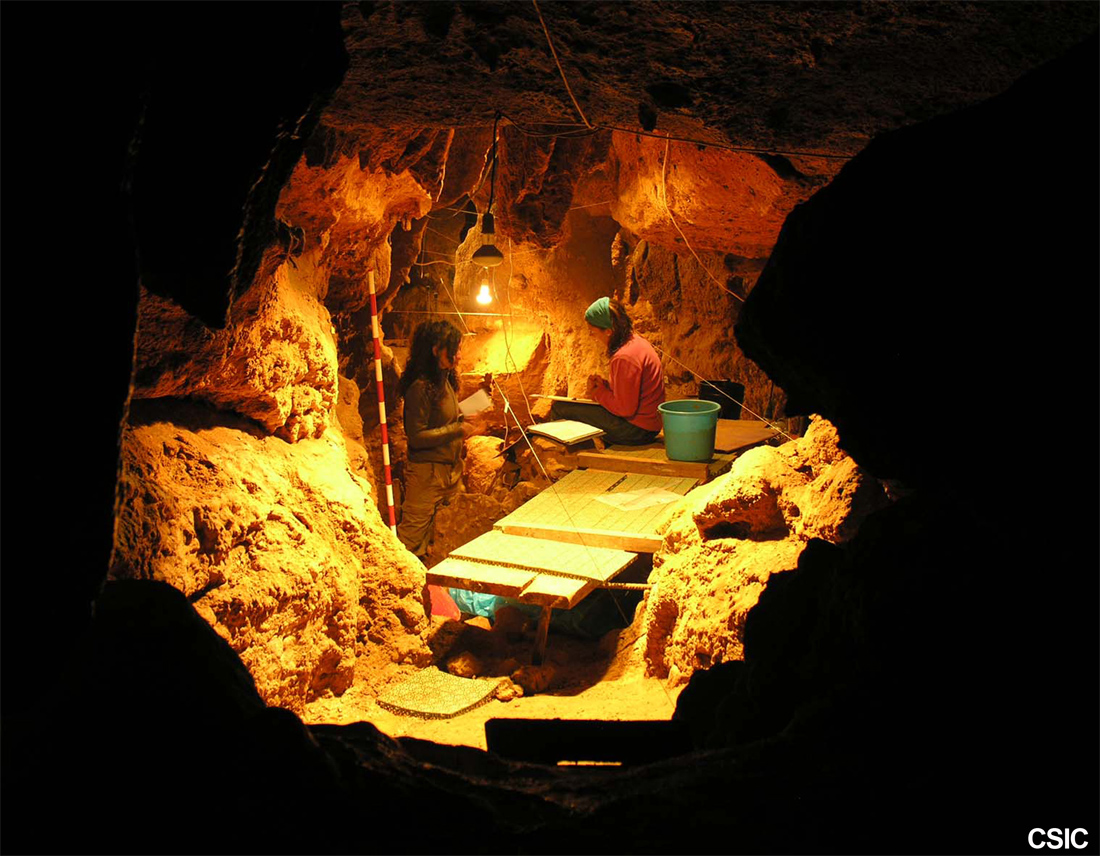 La UAB participa en l'estudi que confirma que els neandertals empraven plantes medicinals