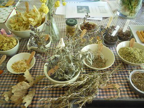 Demostració de l'ús tradicional de les plantes