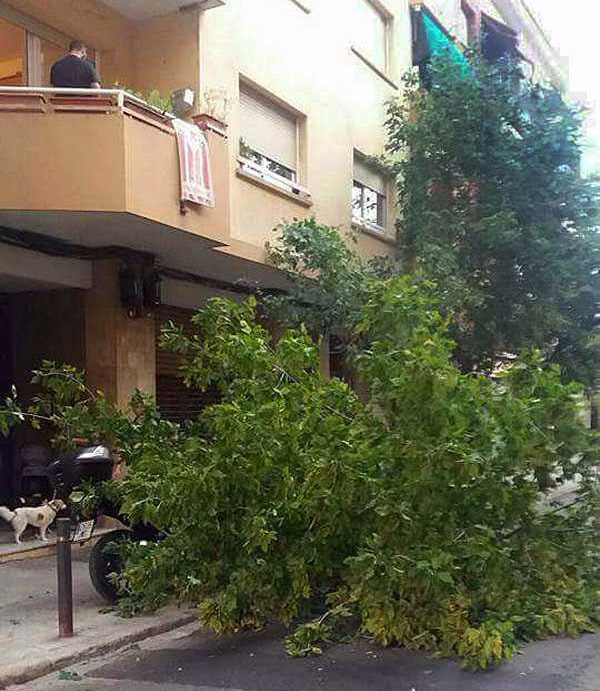 Una desena d'arbres cauen a causa de la ventada