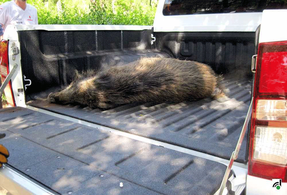 Un porc senglar apareix al parc Cordelles